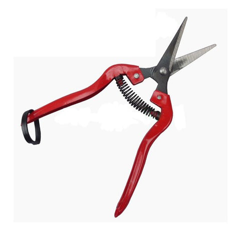 Straight Head Garden Shears Pruning